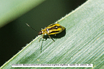 Bild zeigt Broschüre vom Käfer Diabrotica