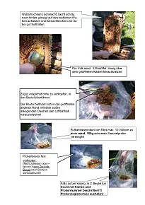 Bild zeigt die Entnahme einer Futterkranzprobe 