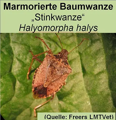 Vorschaubild des Artikels über eine Stinkwanze