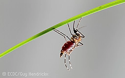 Bild zeigt eine Tigermücke