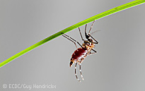 Bild zeigt eine Tigermücke