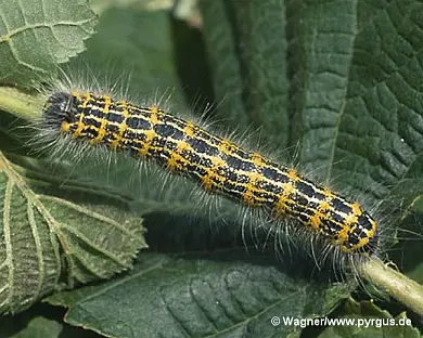 Bild zeigt eine Larve vom Mondfleck. Zur Weiterleitung zum Infotext bitte das Pfeilsymbol im Bild drücken.
