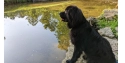 Bild zeigt einen Hund am Wasser