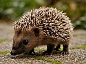 Bild zeigt einen Igel