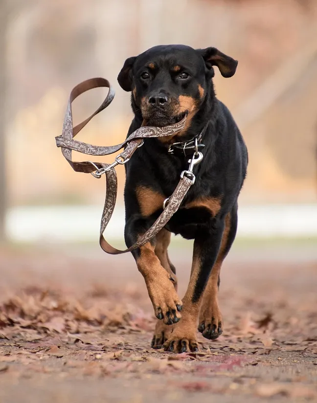 Bild zeigt einen Hund mit Leine