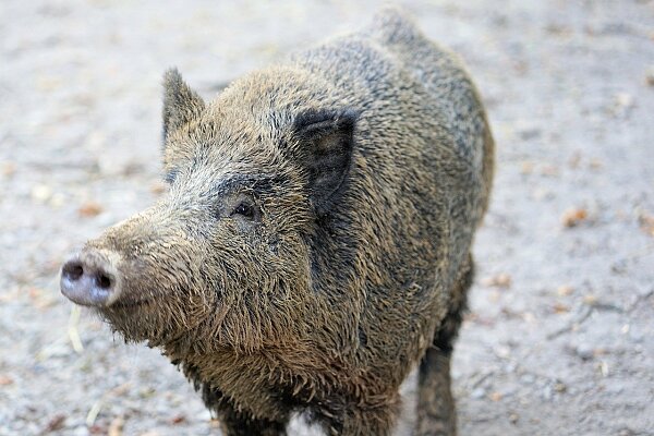 Bild zeigt ein Wildschwein